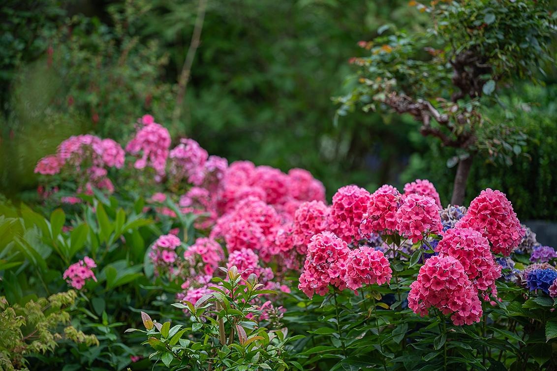 Hortensias