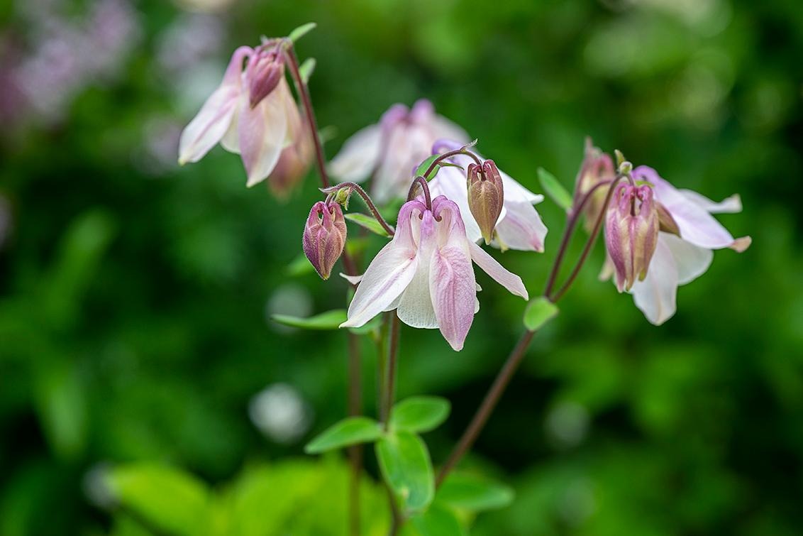 Tuin met toekomst