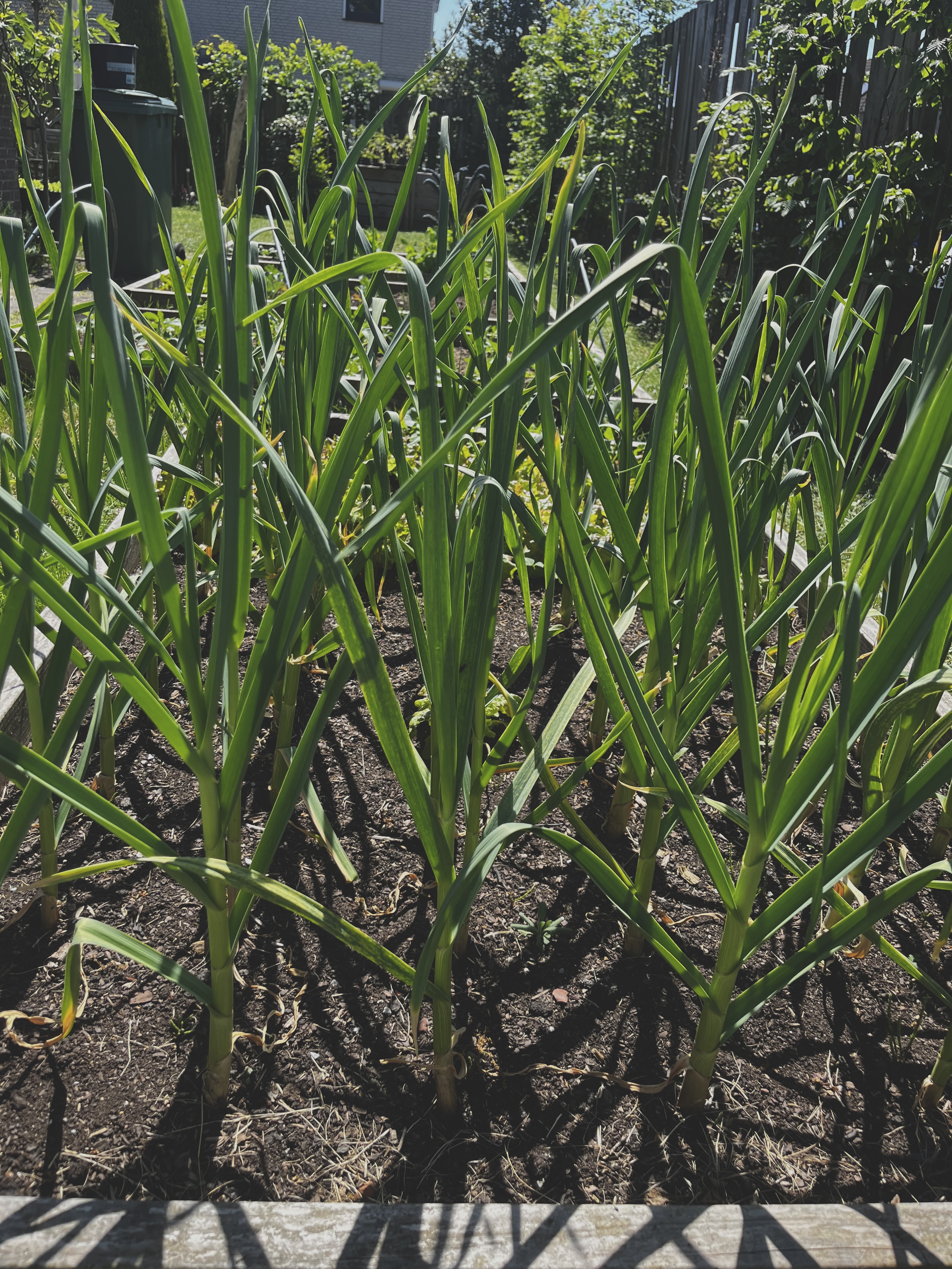 Aanleg van moestuin
