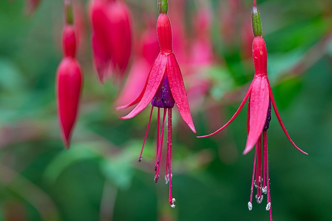 Tuinproject in Ulvenhout