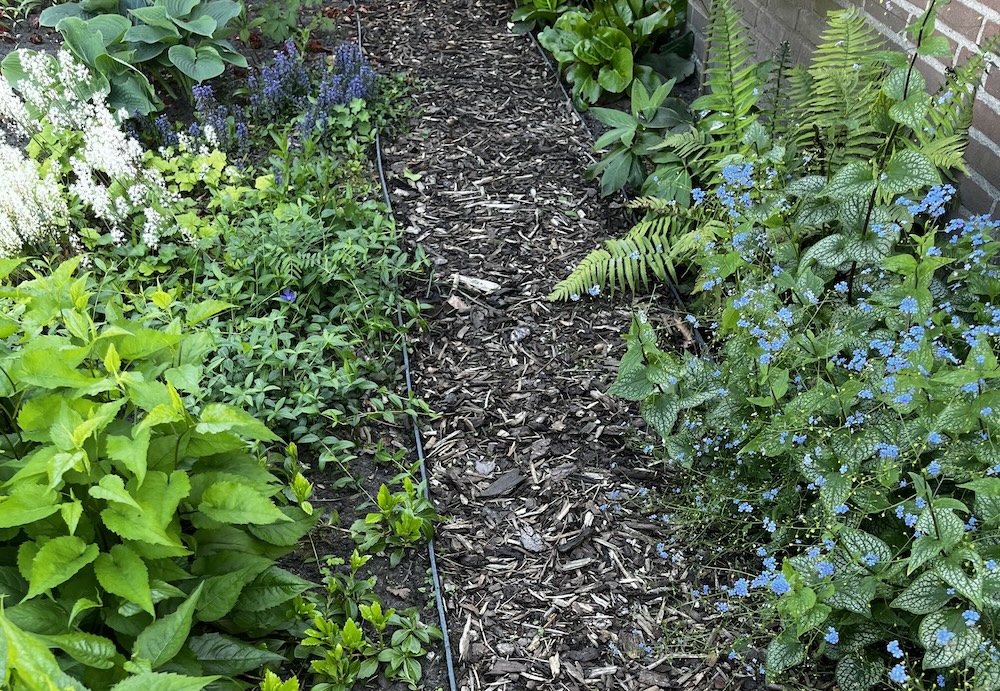 Voortuin in Breda met schaduwrijke planten en houtsnipperpad
